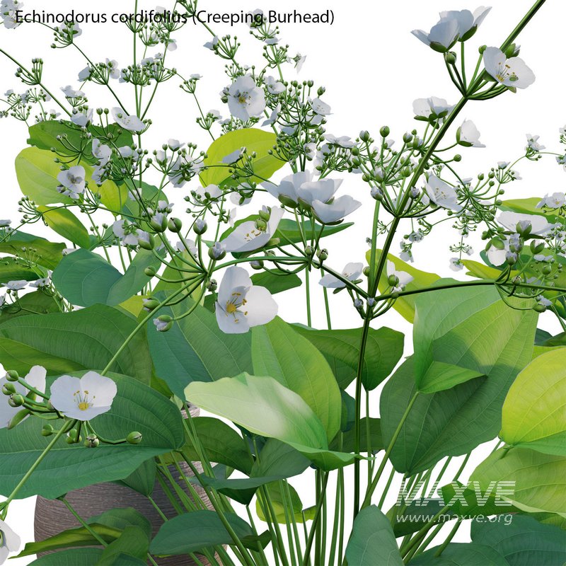 Echinodorus cordifolius – Creeping Burhead - Image 2