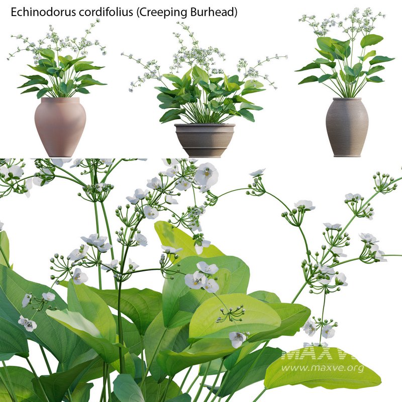 Echinodorus cordifolius – Creeping Burhead - Image 3