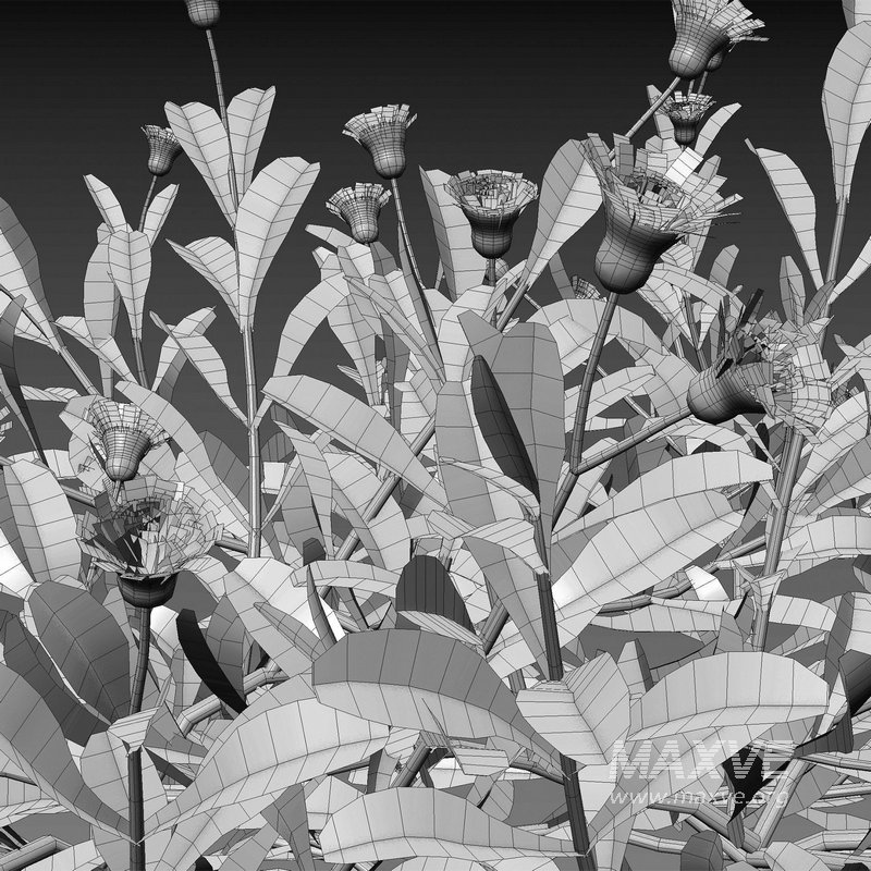 Eclipta prostrata – False daisy - Image 4