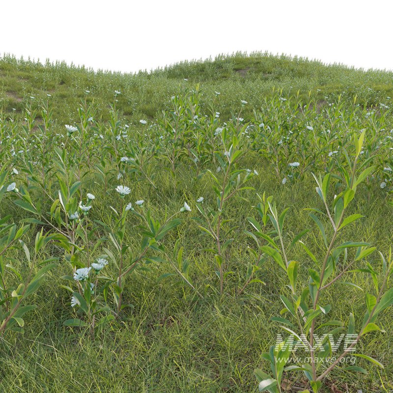 Eclipta prostrata – False daisy - Image 2