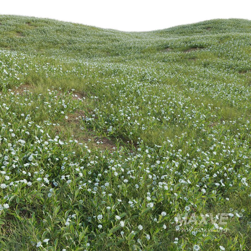 Eclipta prostrata – False daisy - Image 3