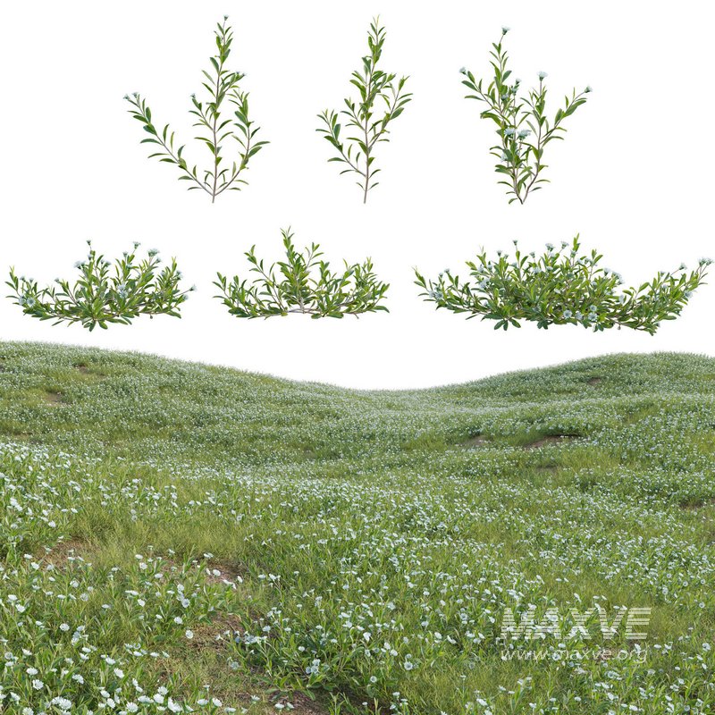 Eclipta prostrata – False daisy - Image 1