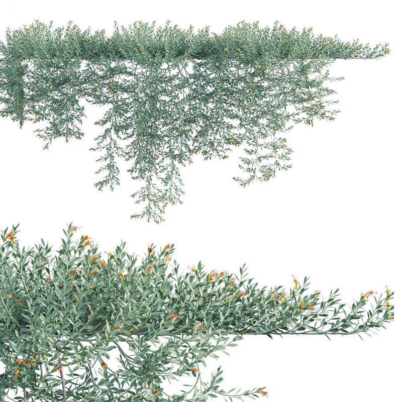 Eremophila Glabra Kalbarri Carpet – Tar Bush 02 - Image 2