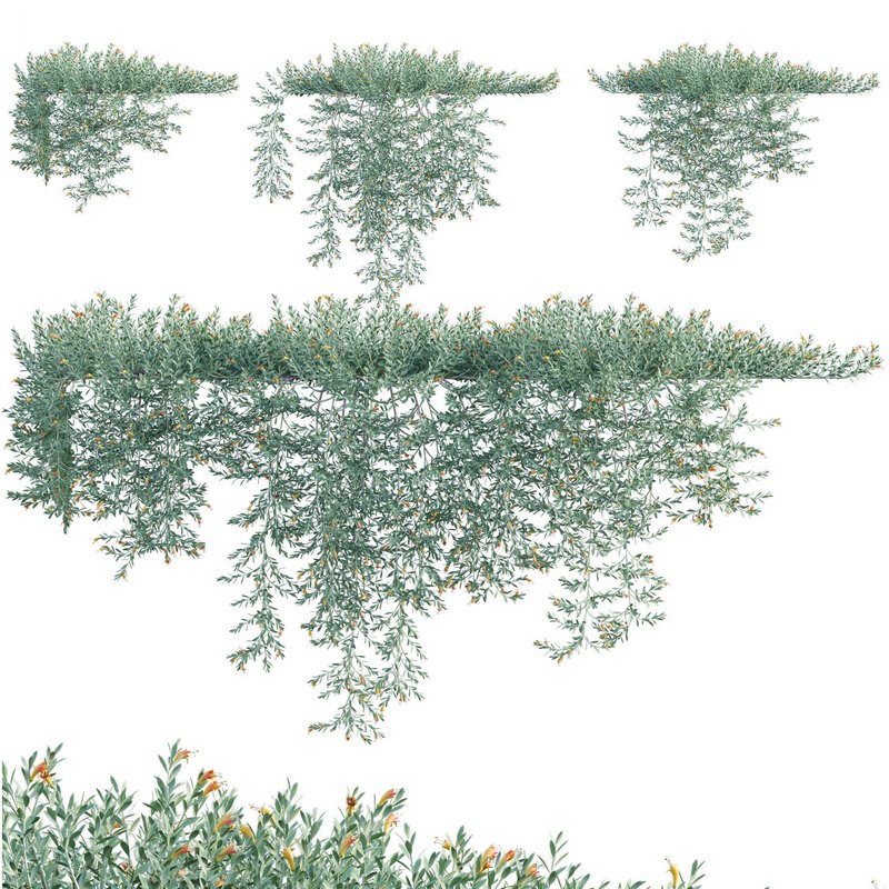 Eremophila Glabra Kalbarri Carpet – Tar Bush 02 - Image 1