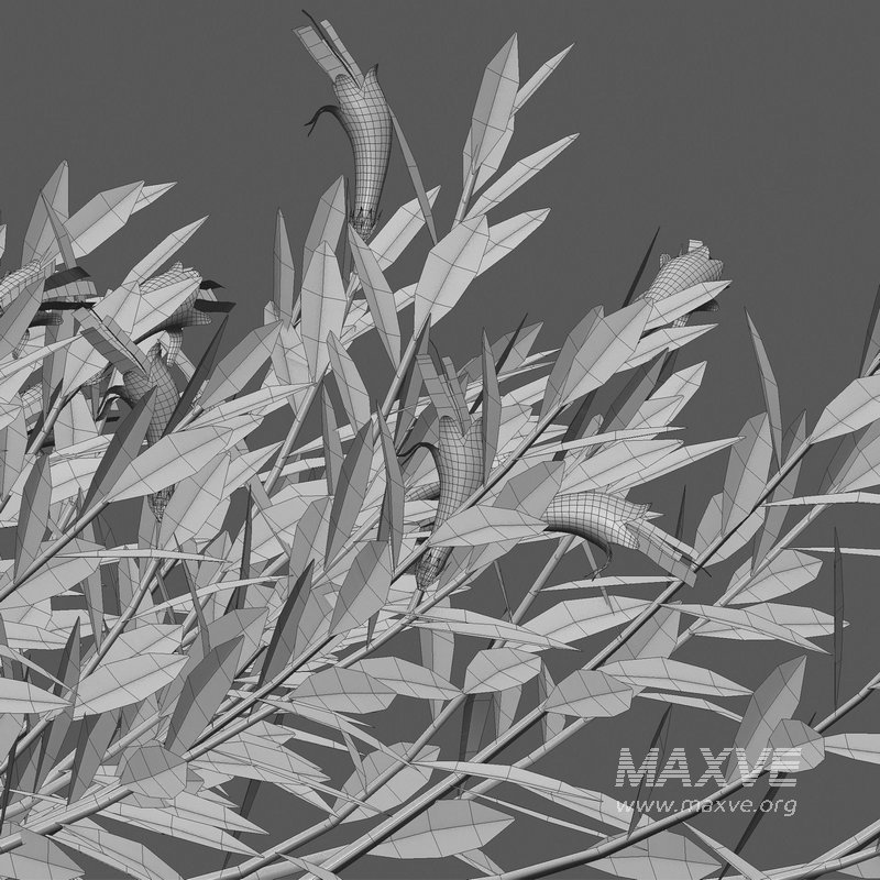 Eremophila Glabra Kalbarri Carpet – Tar Bush 02 - Image 3