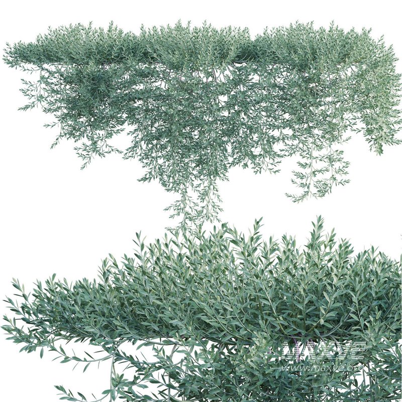 Eremophila Glabra Kalbarri Carpet – Tar Bush 03 - Image 2