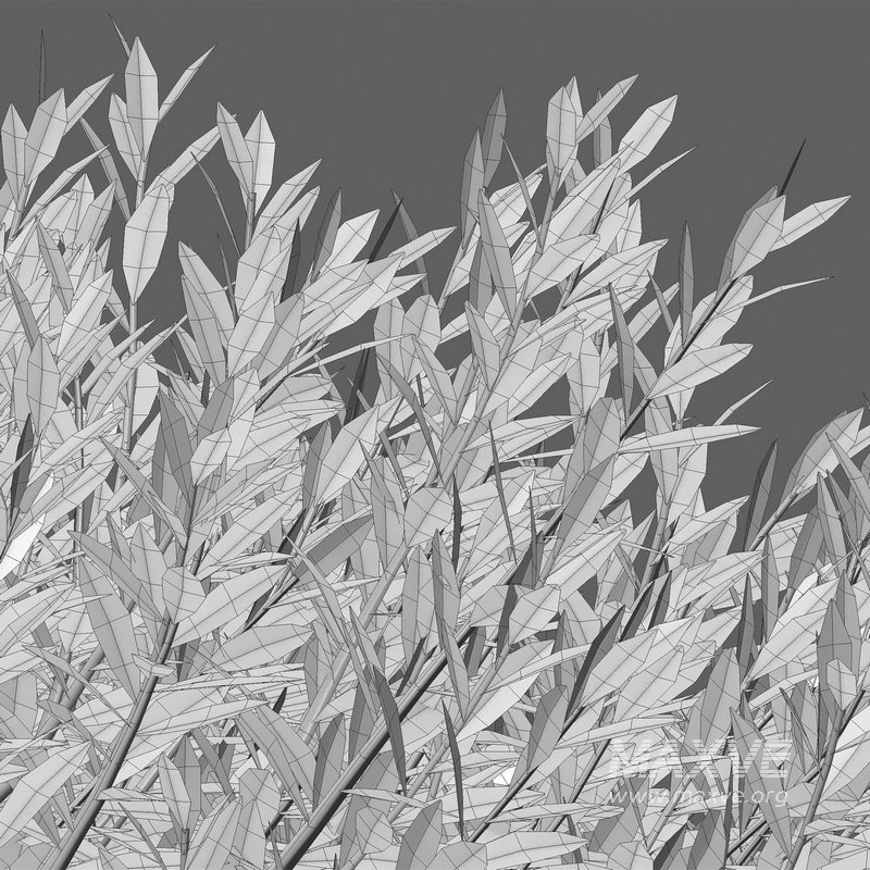 Eremophila Glabra Kalbarri Carpet – Tar Bush 03 - Image 3