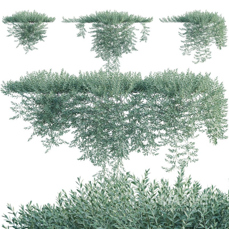 Eremophila Glabra Kalbarri Carpet – Tar Bush 03 - Image 1