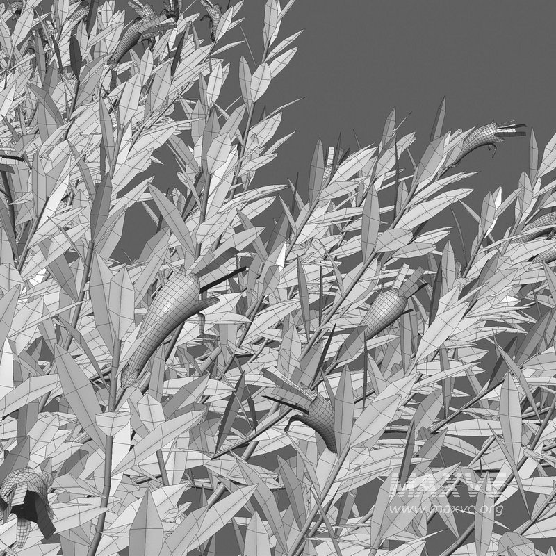 Eremophila Glabra Kalbarri Carpet – Tar Bush 01 - Image 4