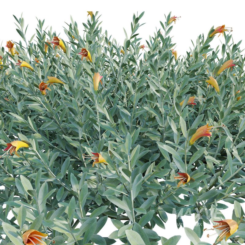 Eremophila Glabra Kalbarri Carpet – Tar Bush 01 - Image 2