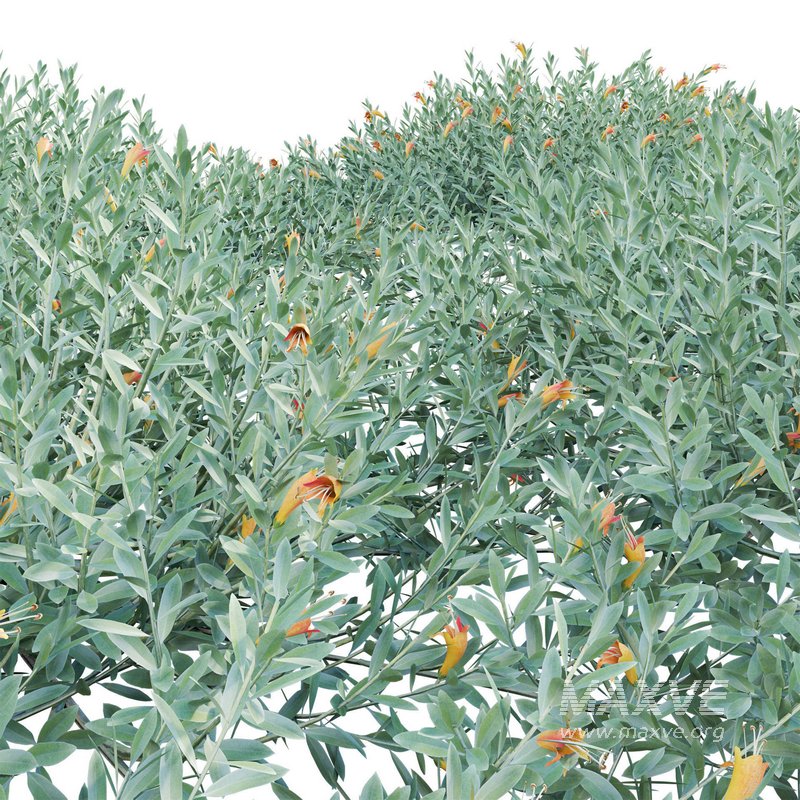 Eremophila Glabra Kalbarri Carpet – Tar Bush 01 - Image 3