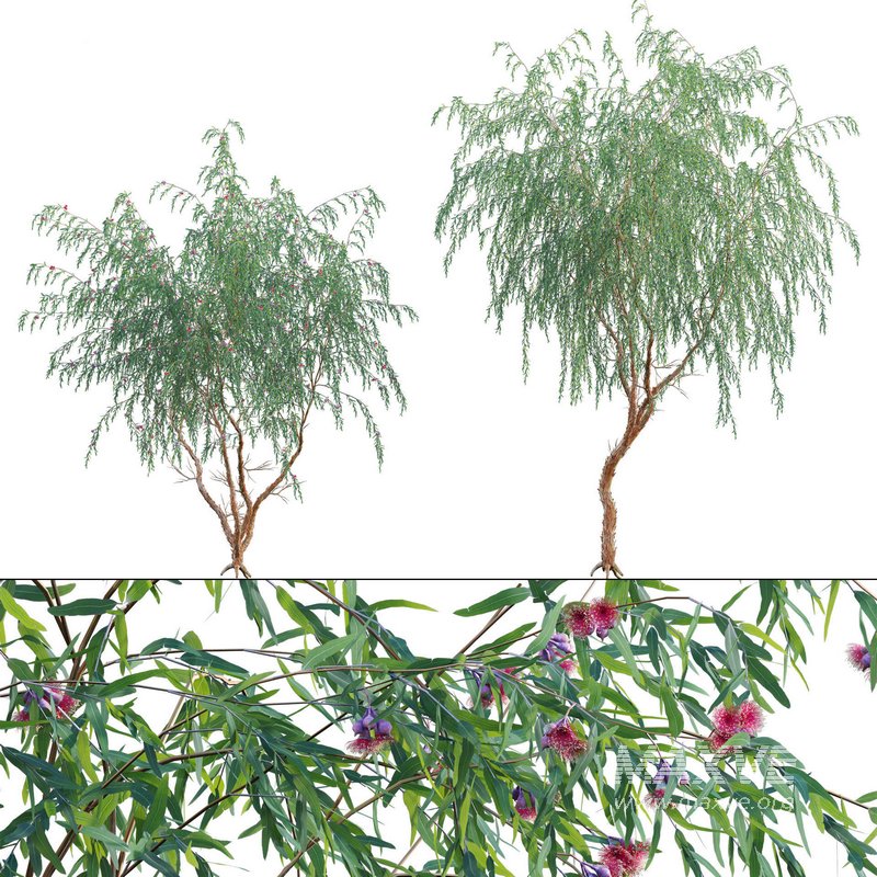 Eucalyptus Caesia Silver Princess – Gum Tree 02 - Image 1