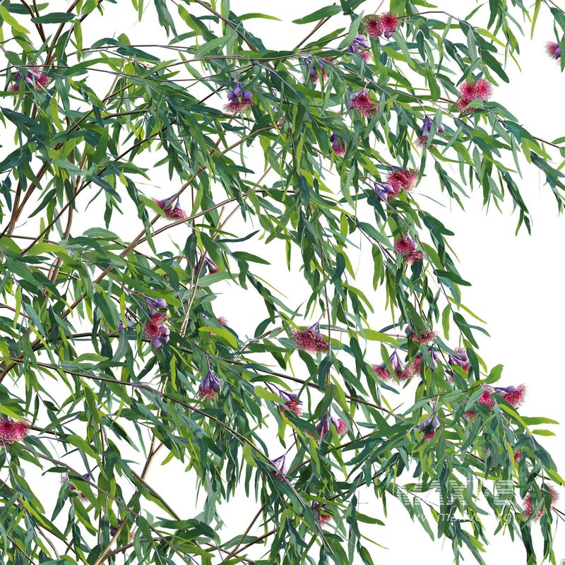 Eucalyptus Caesia Silver Princess – Gum Tree 02 - Image 5