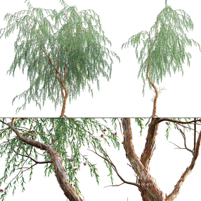 Eucalyptus Caesia Silver Princess – Gum Tree 03 - Image 1