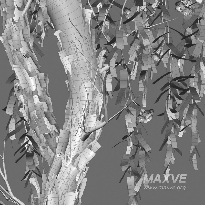 Eucalyptus Caesia Silver Princess – Gum Tree 02 - Image 6