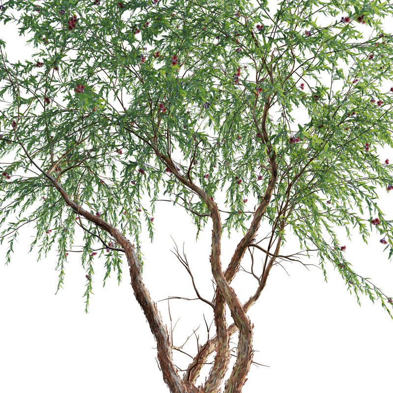 Eucalyptus Caesia Silver Princess – Gum Tree 03 - Image 3