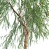 Eucalyptus Caesia Silver Princess – Gum Tree - Thumbnail 4