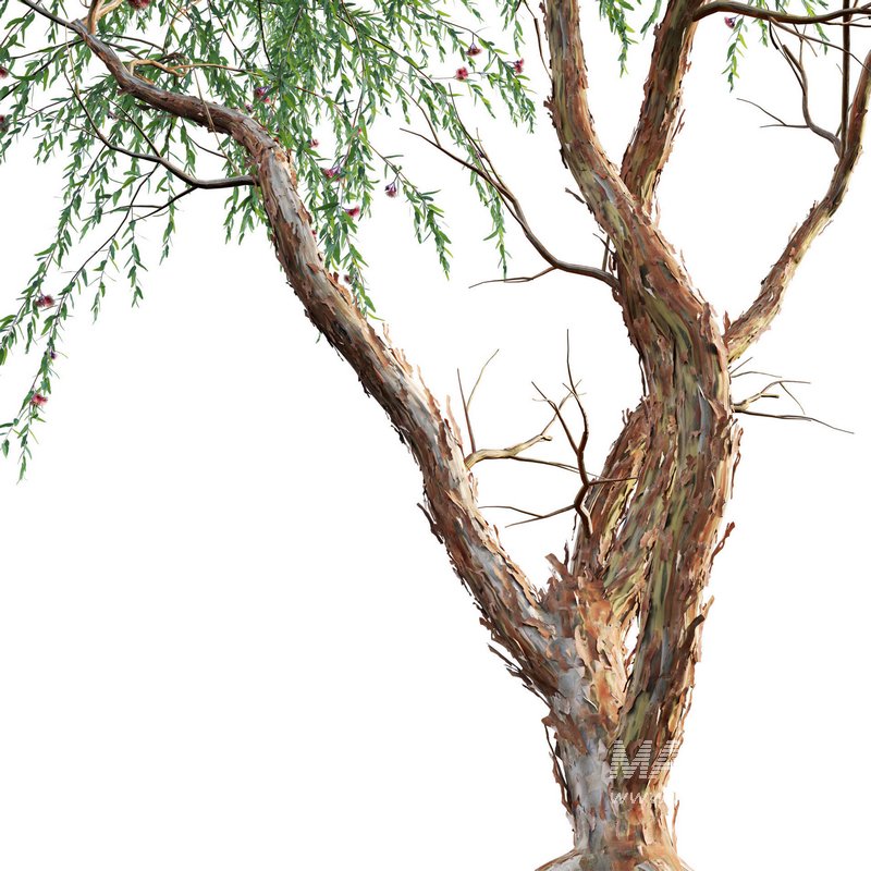 Eucalyptus Caesia Silver Princess – Gum Tree - Image 2