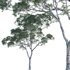 Eucalyptus saligna – Sydney Blue Gum 03 - Thumbnail 1