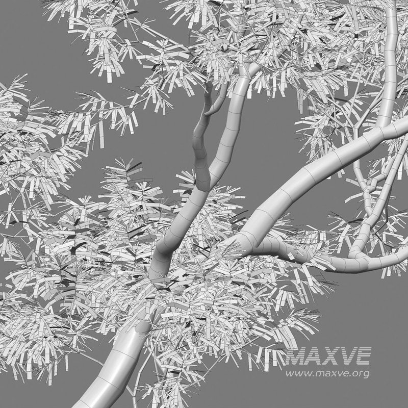 Eucalyptus saligna – Sydney Blue Gum 01 - Image 4