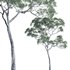 Eucalyptus saligna – Sydney Blue Gum 04 - Thumbnail 1