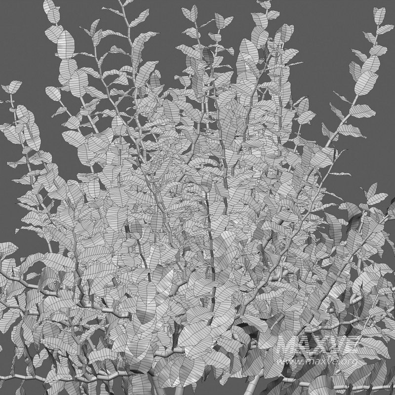 Euphorbia tithymaloides – Pedilanthus tithymaloides - Image 4