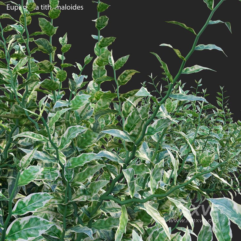 Euphorbia tithymaloides – Pedilanthus tithymaloides - Image 3