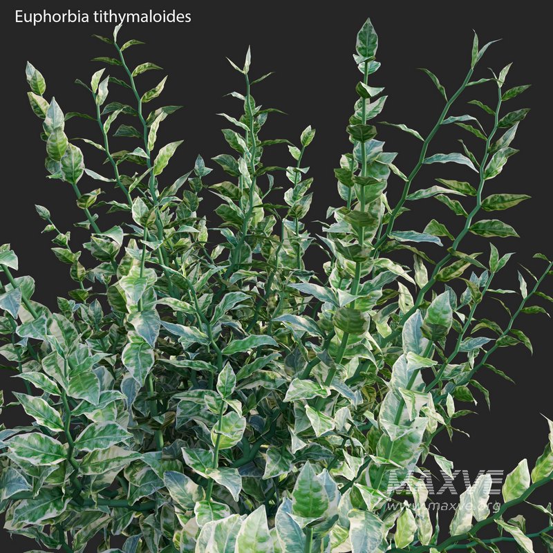 Euphorbia tithymaloides – Pedilanthus tithymaloides - Image 2