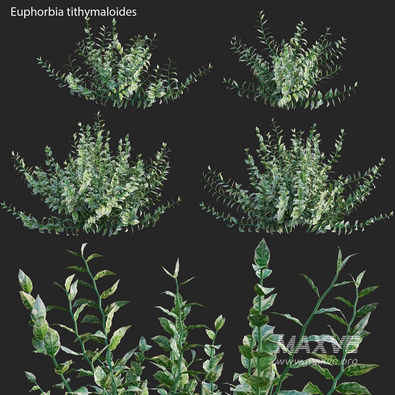 Euphorbia tithymaloides – Pedilanthus tithymaloides - Image 1