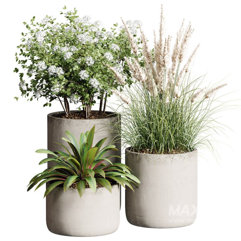 Outdoor Plant 28 - Image 2