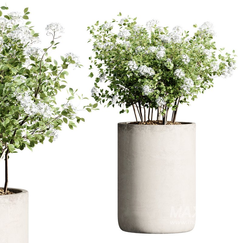 Outdoor Plant 28 - Image 1