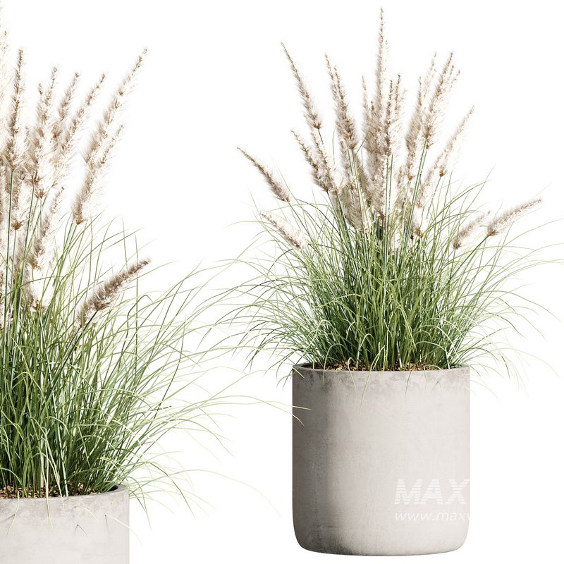 Outdoor Plant 28 - Image 3