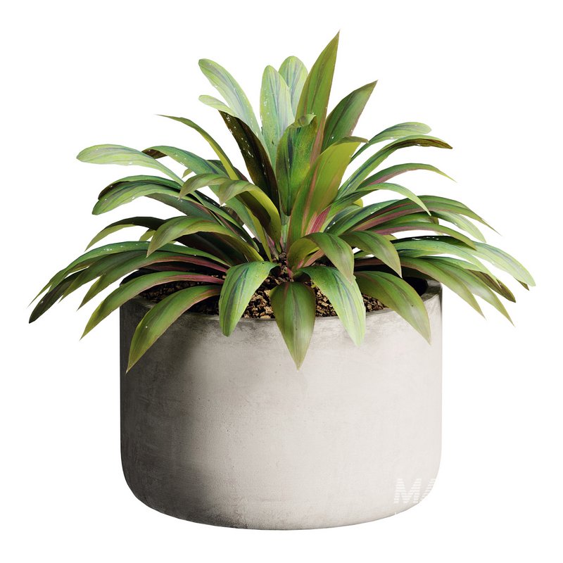 Outdoor Plant 28 - Image 4