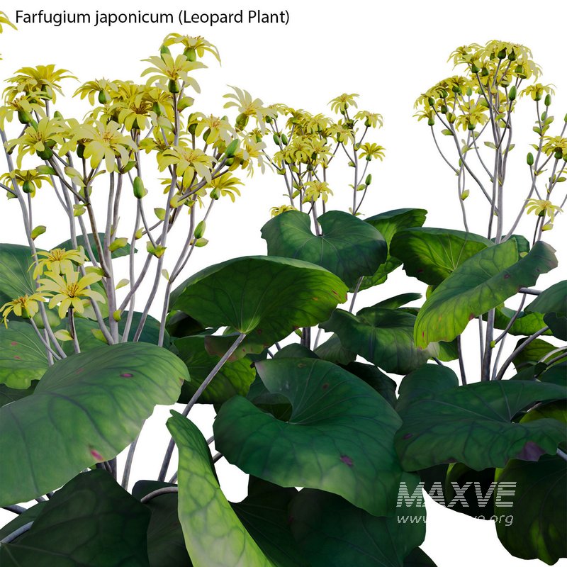 Farfugium japonicum – Leopard Plant - Image 3