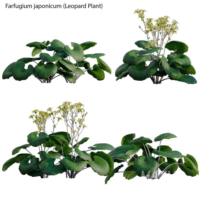 Farfugium japonicum – Leopard Plant - Image 1