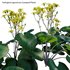 Farfugium japonicum – Leopard Plant - Thumbnail 4