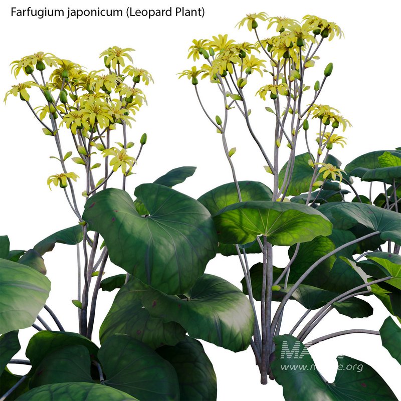 Farfugium japonicum – Leopard Plant - Image 4