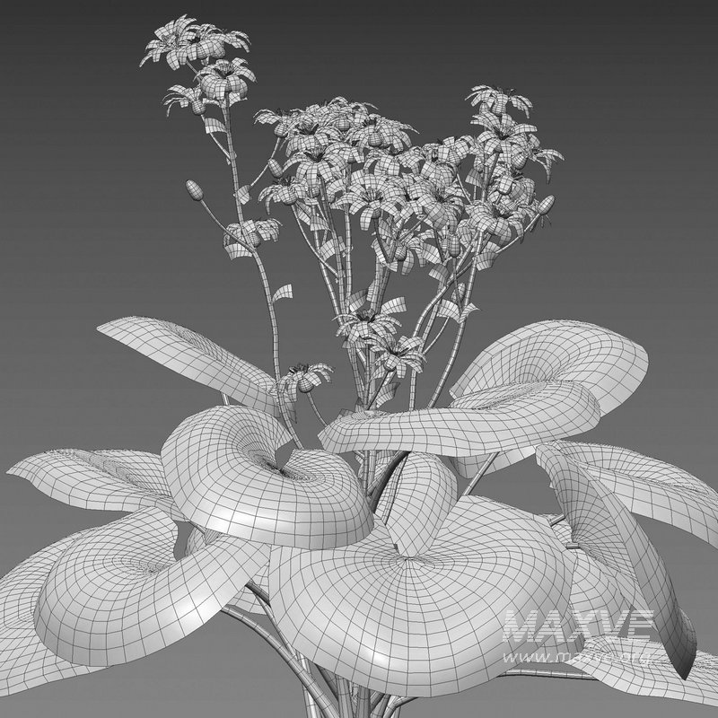 Farfugium japonicum – Leopard Plant - Image 5