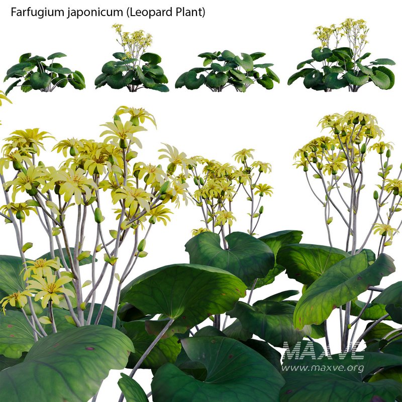 Farfugium japonicum – Leopard Plant - Image 2