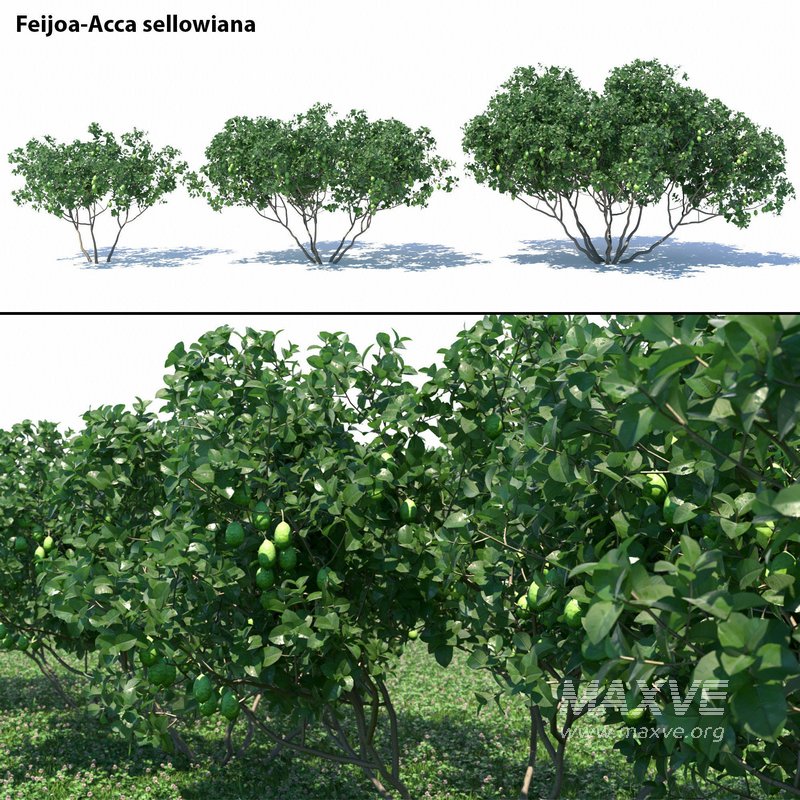Feijoa – Acca sellowiana - Image 1
