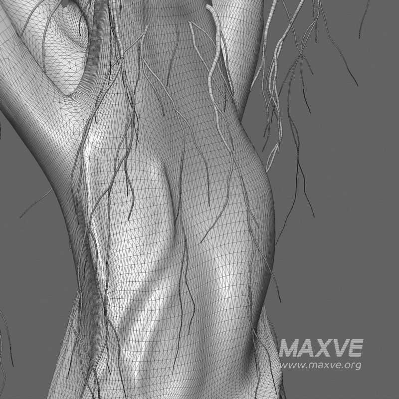 Ficus bengalensis - Image 6