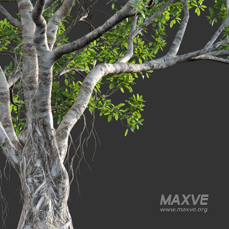 Ficus bengalensis - Image 4