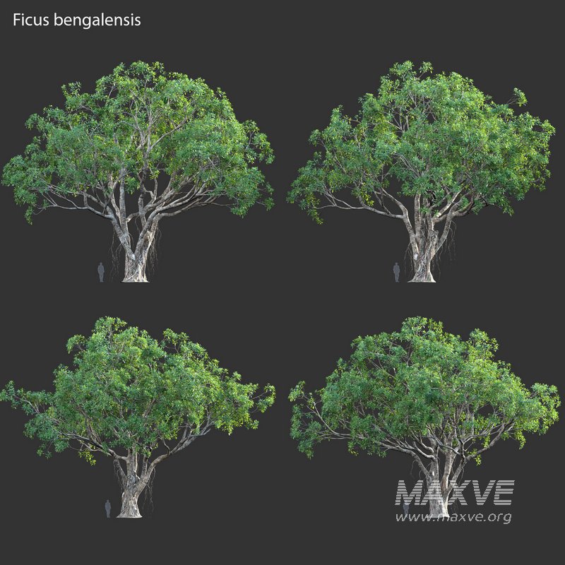 Ficus bengalensis - Image 3