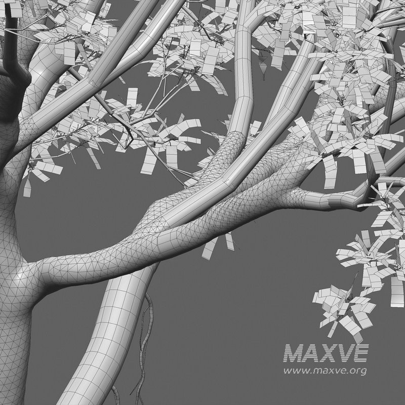 Ficus bengalensis - Image 5