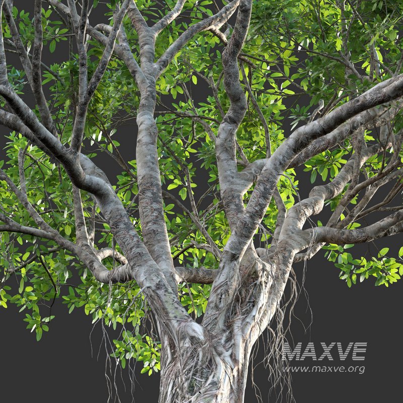 Ficus bengalensis - Image 2