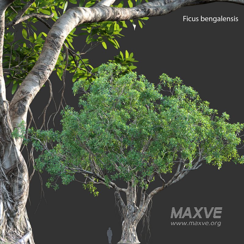 Ficus bengalensis - Image 1