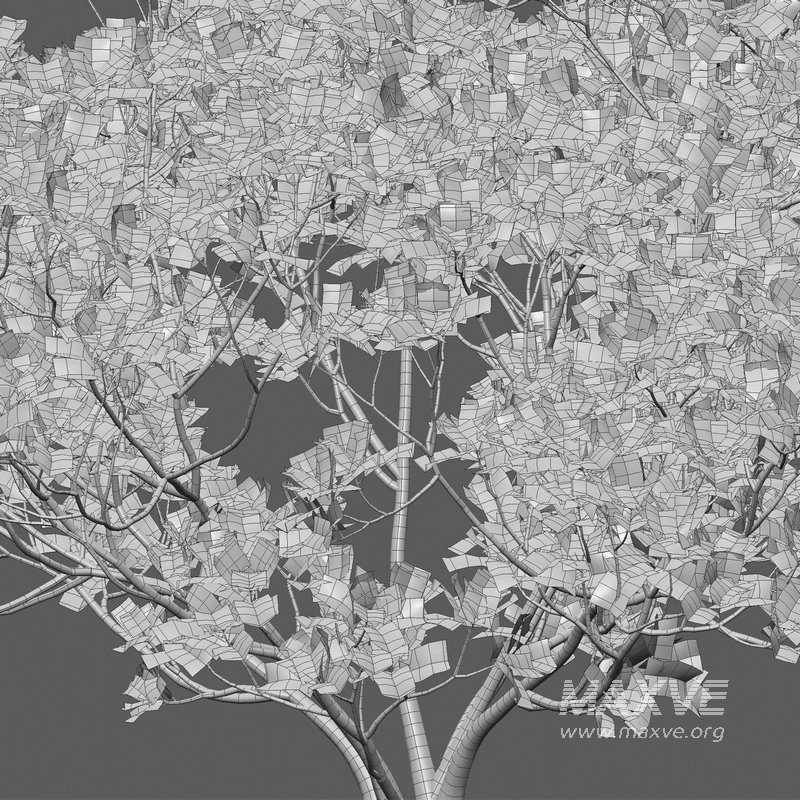 Ficus lyrata – Fiddle Leaf Fig - Image 4