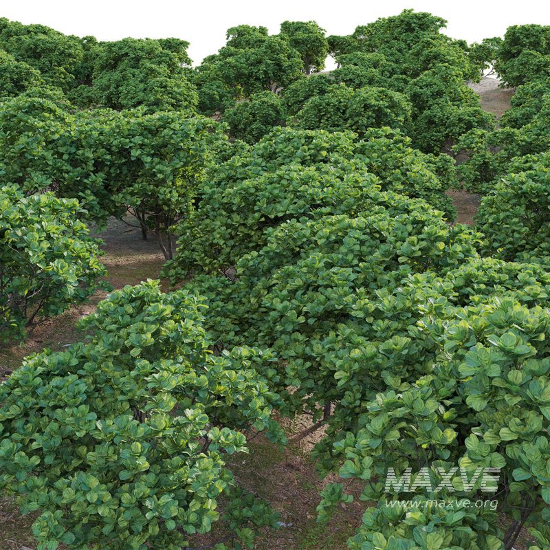 Ficus lyrata – Fiddle Leaf Fig - Image 2