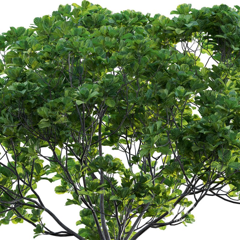 Ficus lyrata – Fiddle Leaf Fig - Image 3