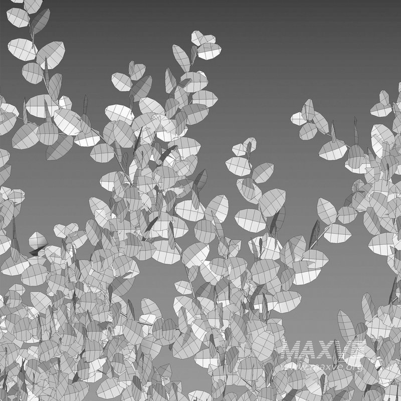 Ficus pumila – Creeping Fig – Climbing fig - Image 4